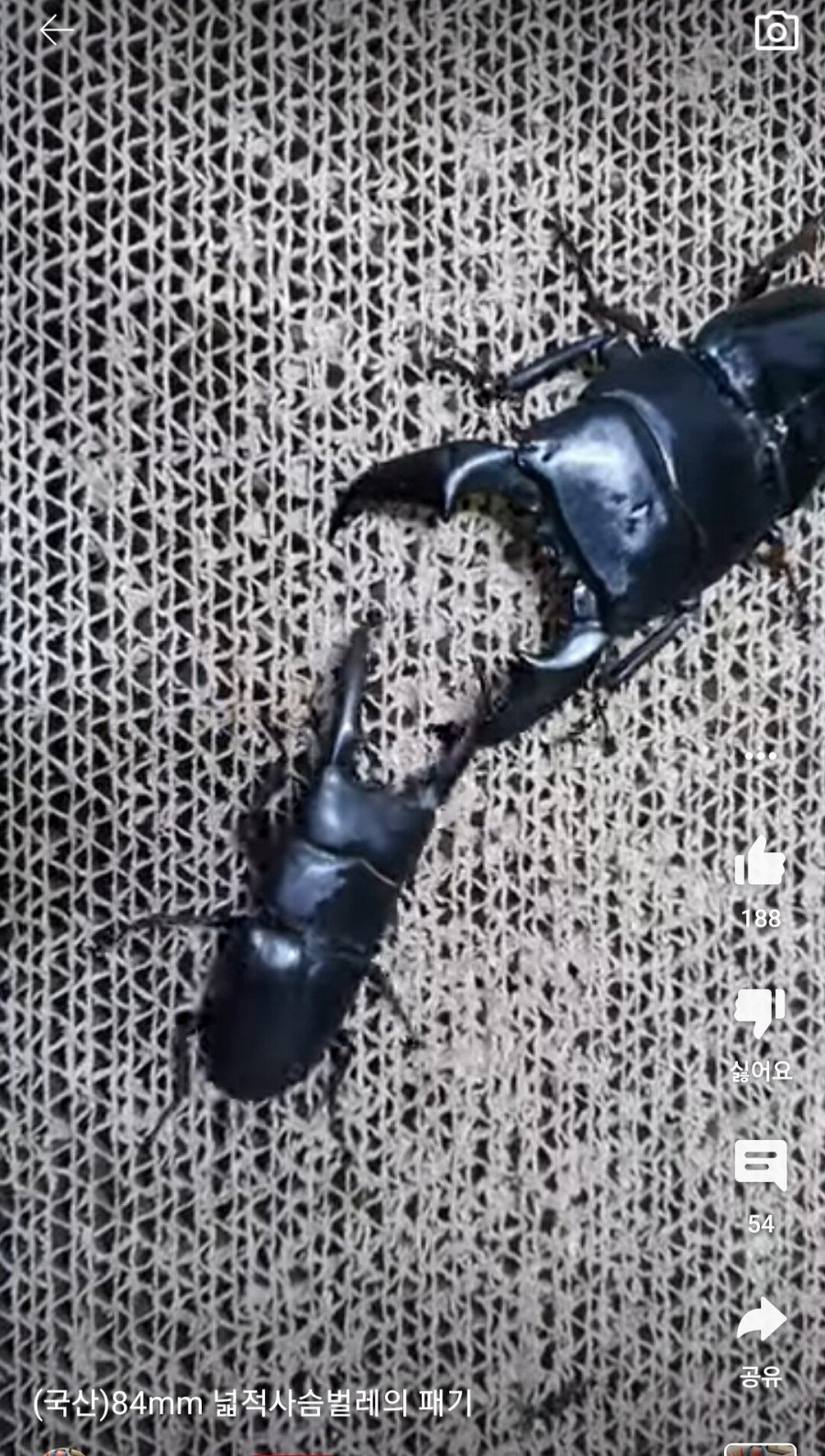 한국vs동남아 사슴벌레 크기차이