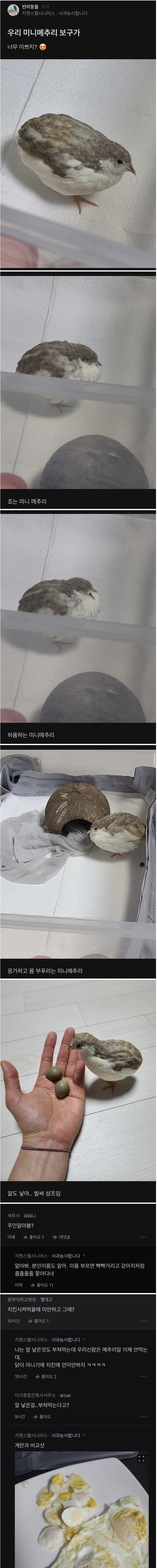 메추리를 기르는 어느 블라인