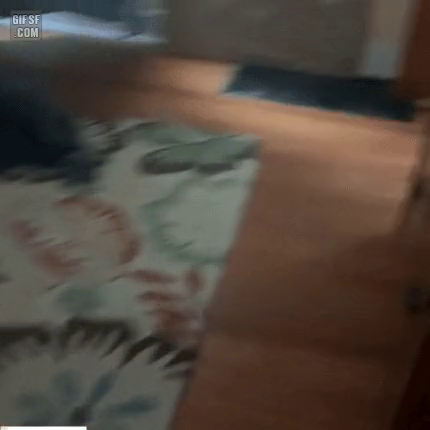 살기위해 친구 팔아 넘긴 댕댕이