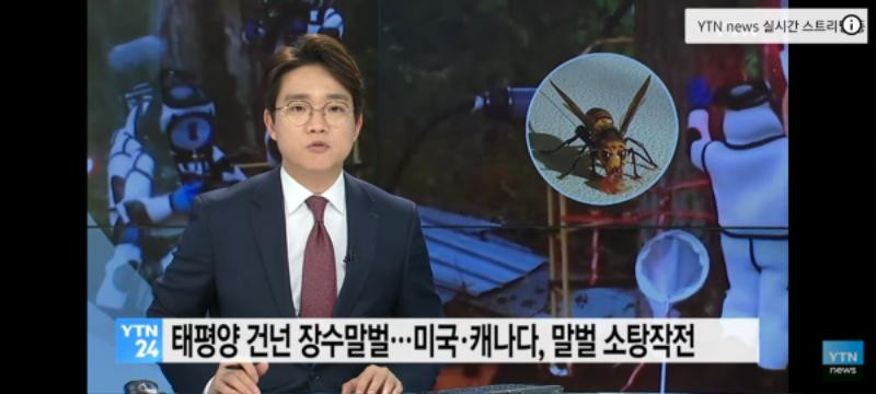 태평양 건넌 한국 장수말벌 근황
