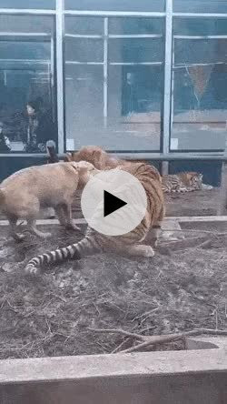 골든 리트리버 vs 호랑이