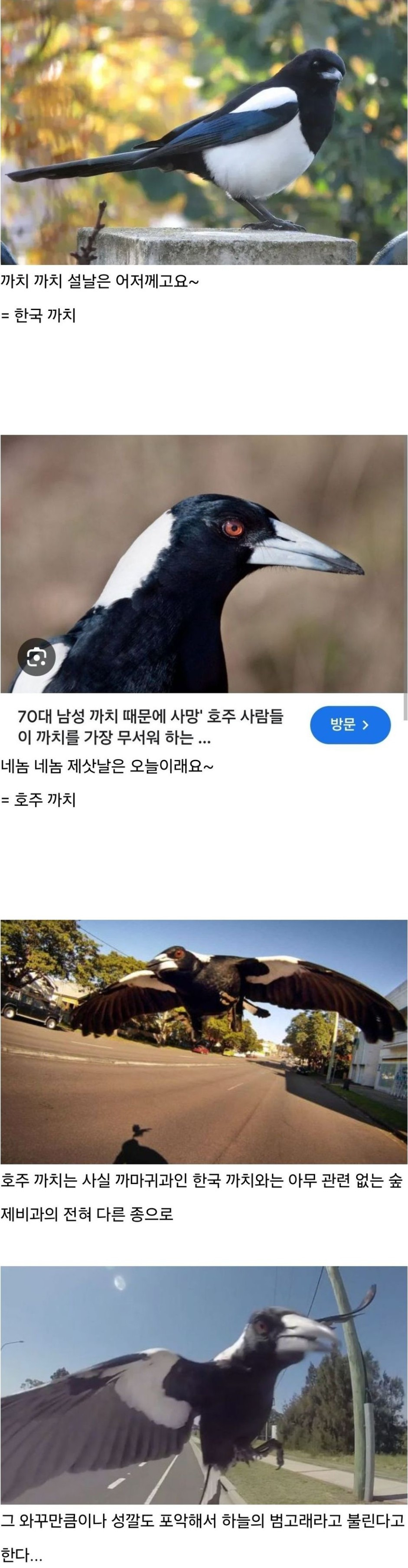 한국까치와 호주까치 구별법
